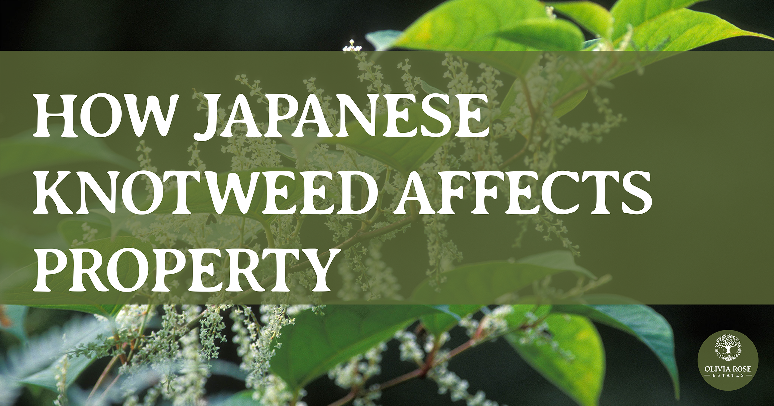 How Japanese Knotweed Affects Property